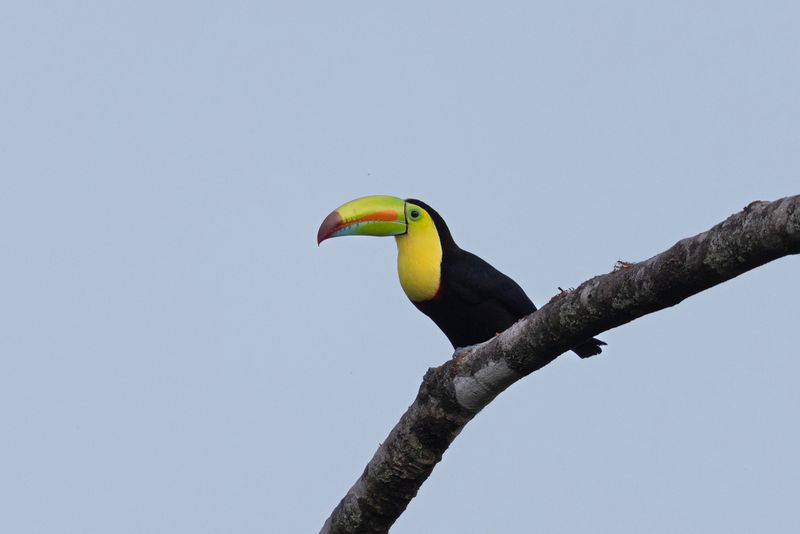Toucan,Keel-billed