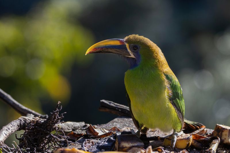 Toucanet,Northern Emerald