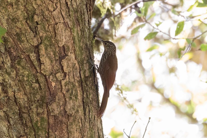 Treecreeper,Spot-crowned.