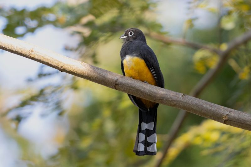Trogon,Black-headed