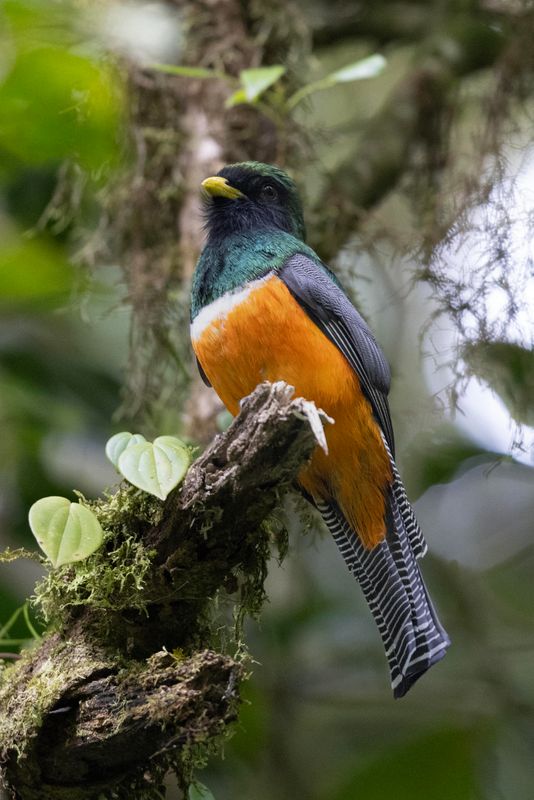 Trogon,Orange-bellied