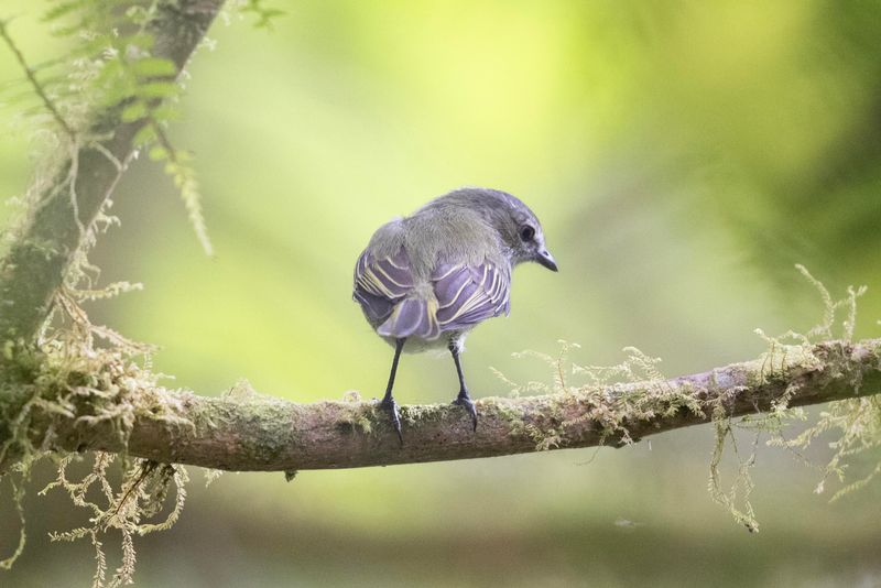 Tyrannulet,Mistletoe