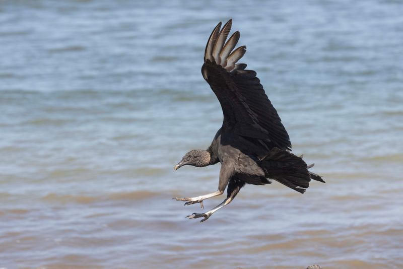 Vulture,Black