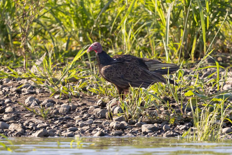 Vulture,Turkey
