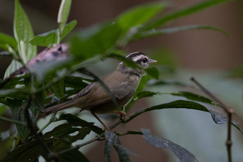 Warbler,Costa Rican.