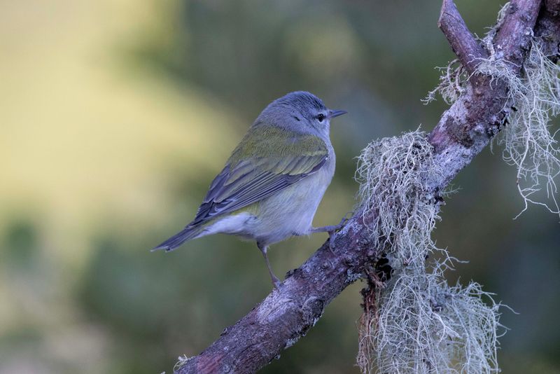 Warbler,Tennessee .