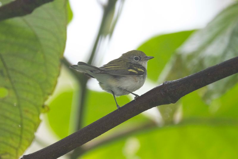 Warbler,Chestnut-sided.