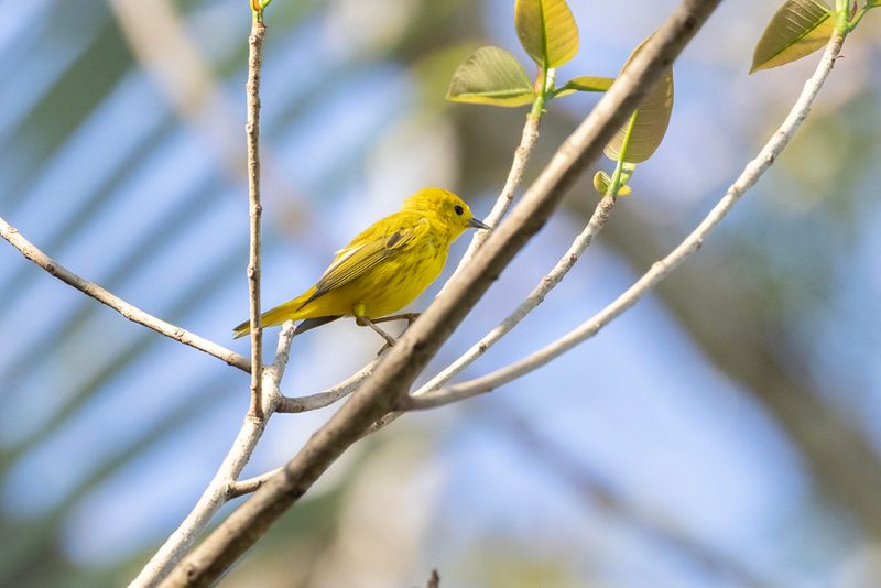 Warbler,Yellow.