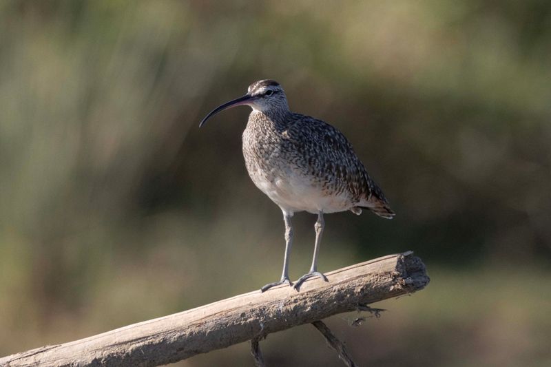 Whimbrel