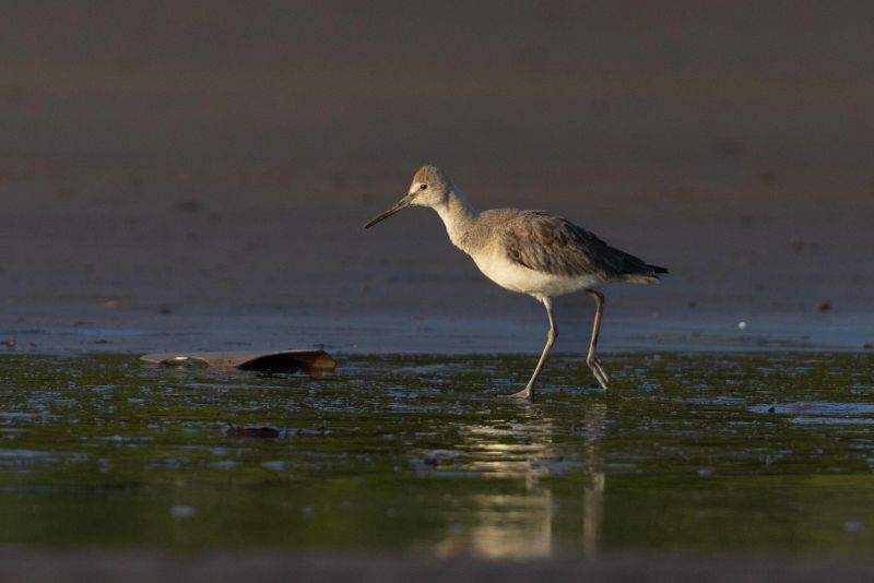 Willet