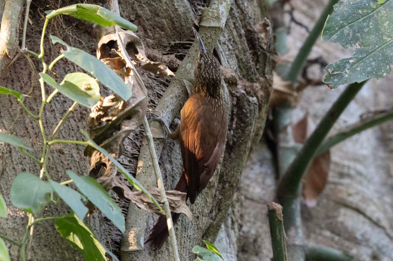 Woodcreeper,Ivory-billed.