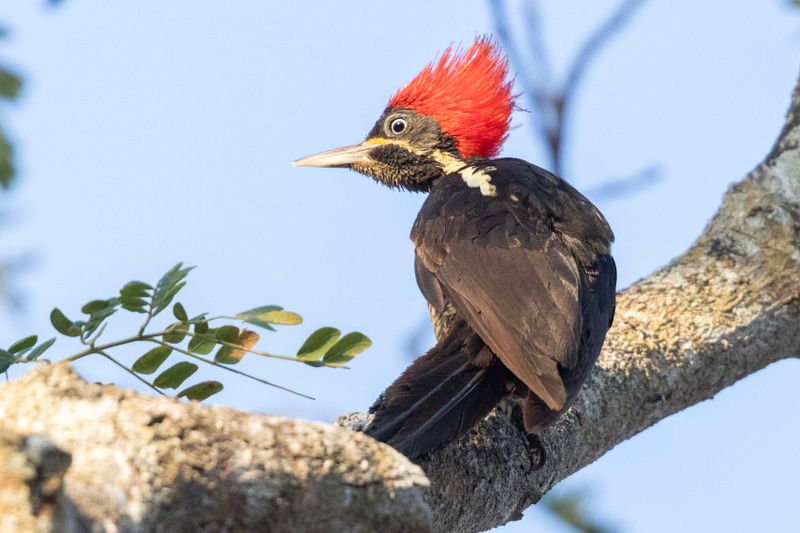Woodpecker, Lineated