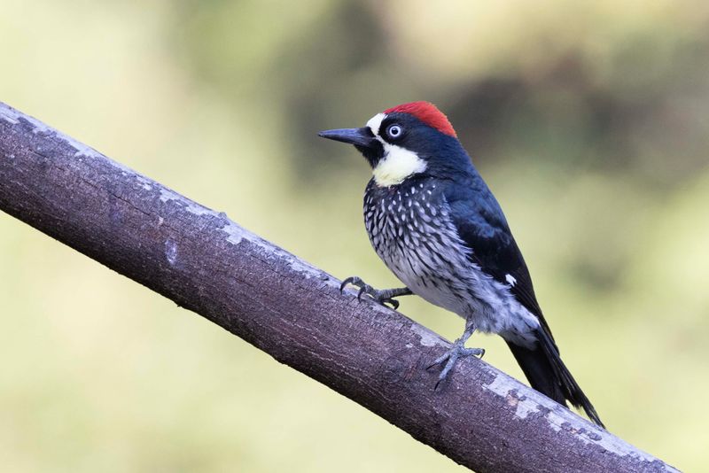 Woodpecker,Acorn