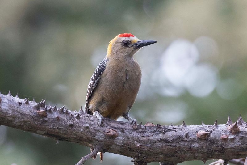 Woodpecker,Hoffmann's.