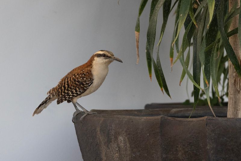 Wren, Rufus-naped