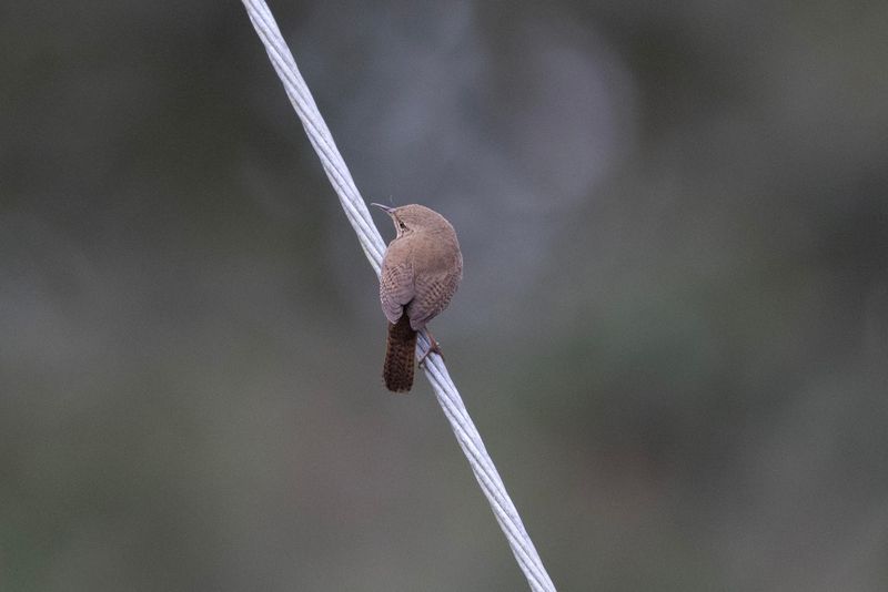 Wren,House.