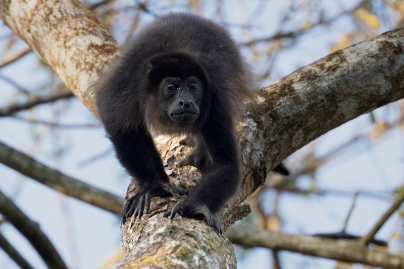 Howler Monkey.      Costa Rica
