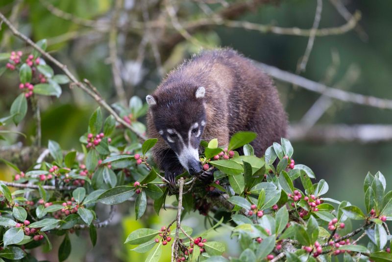 Coati,White-nosed