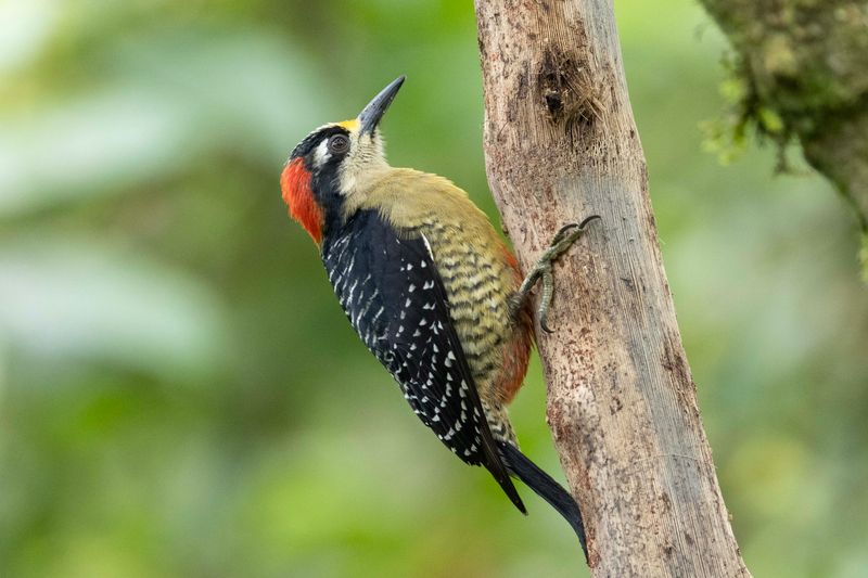 Woodpecker, Black-cheeked