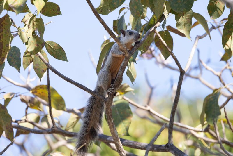 Squirrel,Variegated 