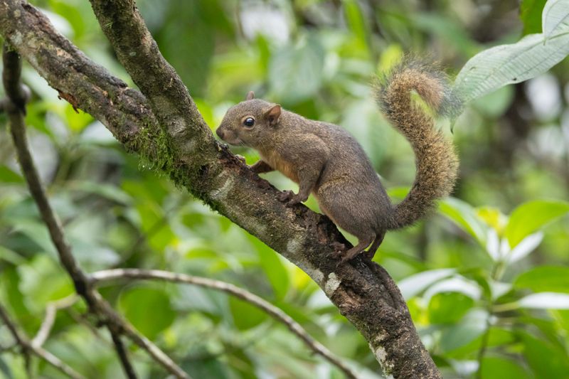 Squirrel,Deppe's 