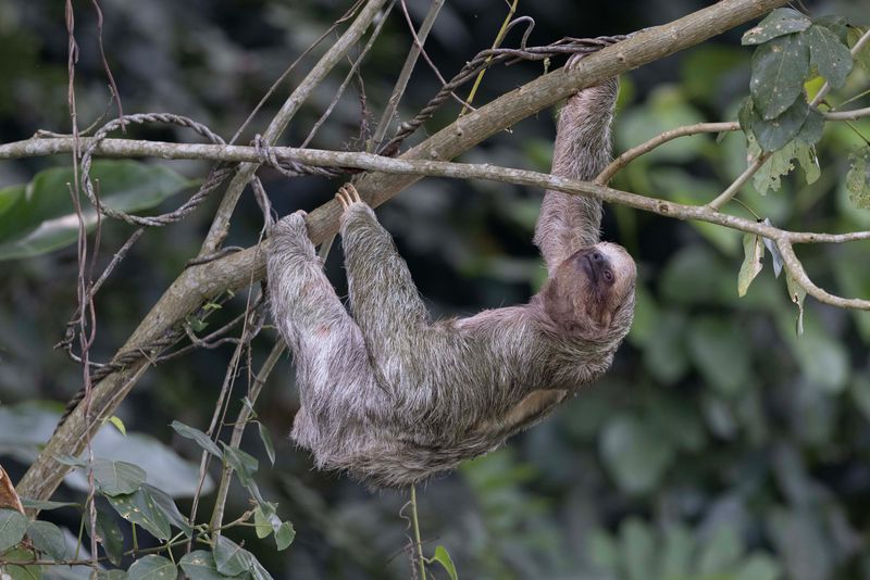 Sloth,Three Toed 