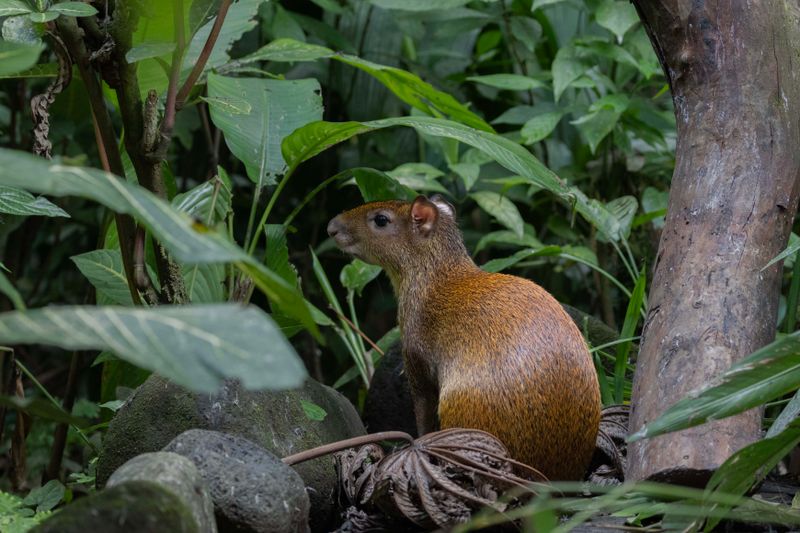 Agouti,Cental American