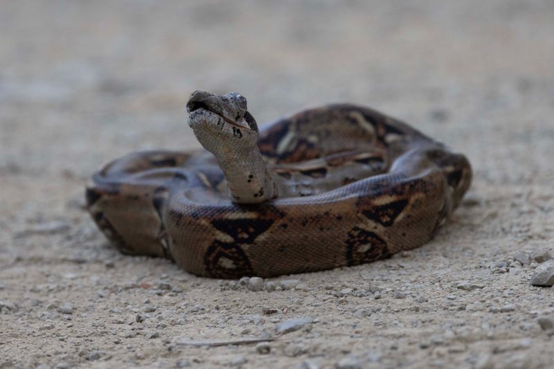 Snake,Boa Constrictor