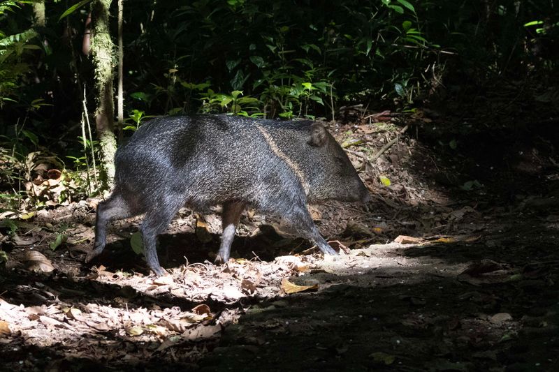 Peccary,Collared