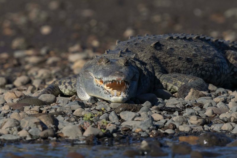 Crocodile,American