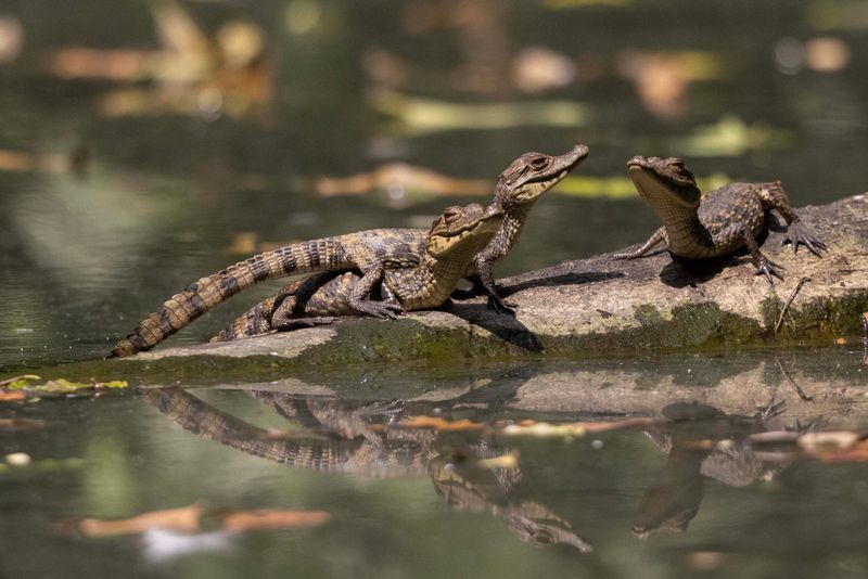 Spectacled Caiman.     Costa Rica