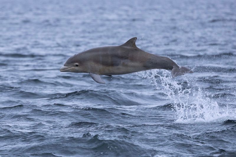 Dolphin,Bottlenose 