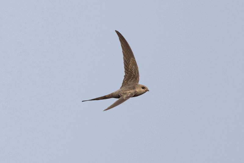 Swift,African Palm 