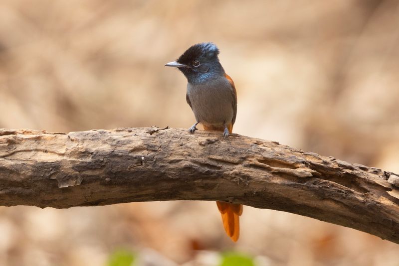 Flycatcher, African Paradise 