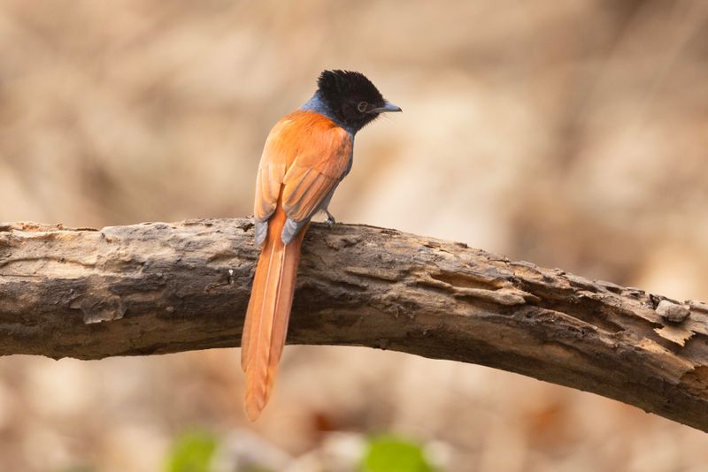 Flycatcher, African Paradise
