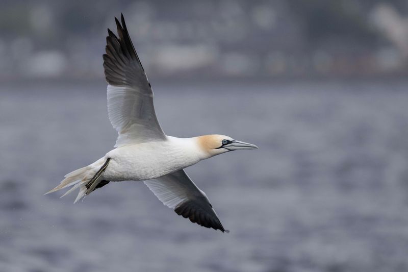 Gannet,Northern