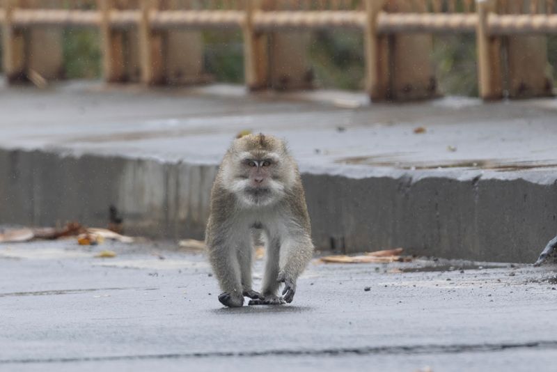 Macaque,Mauritius Crab-eating