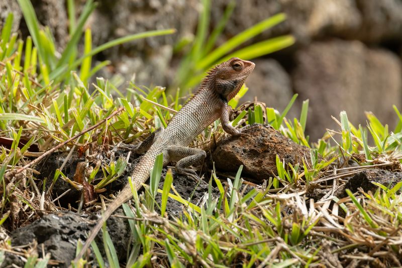 Lizard, Oriental Garden