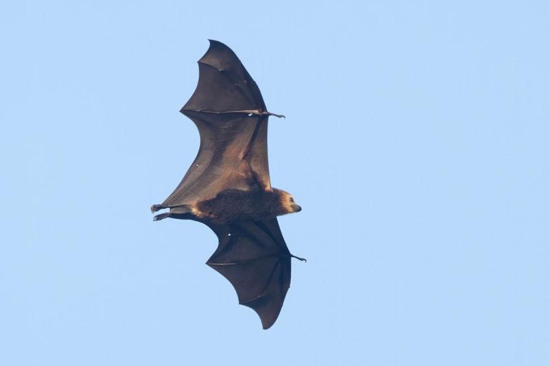 Bat,Mauritius Flying Fox