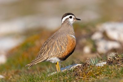 Dotterel,Eurasian