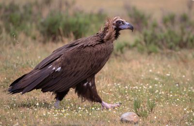 Vulture,Cinereous (Black) 