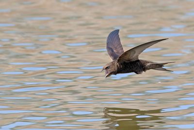 Common Swift     Lesvos,Greece