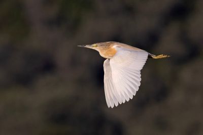 Squacco Heron     Lesvos,Greece