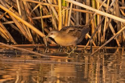 Crake,Little