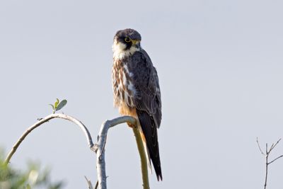 Hobby.      Lesvos,Greece.