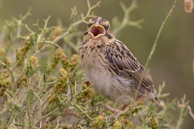 Corn Bunting.     Lesvos,Greece