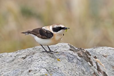 Black-eared Wheatear   Lesvos,Greece