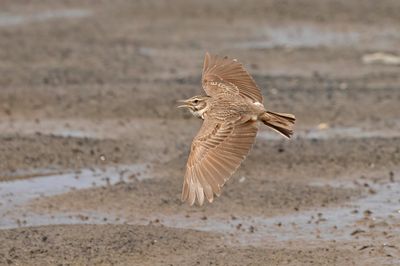 Lark,Crested