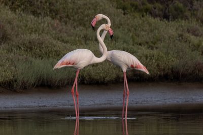 Greater Flamingo    Lesvos,Greece.