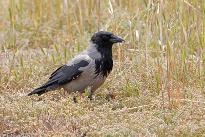Crow,Hooded